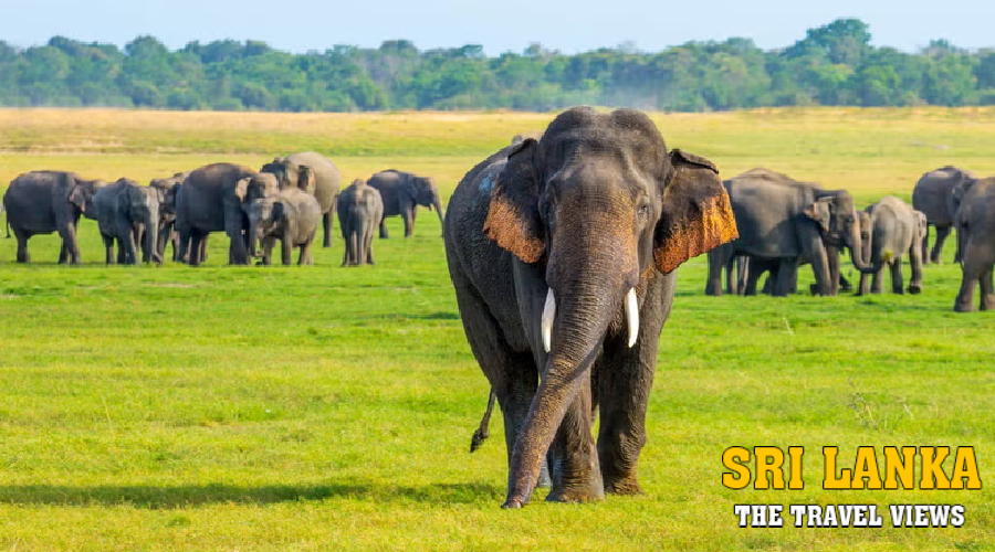 Minneriya National Park